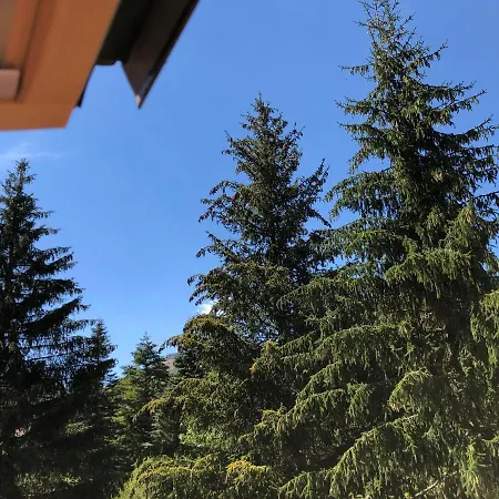 Dell'orso *
